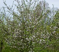 Malus sieversii A1 - kaz7 